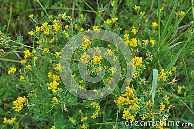 Blossoms of alfalfa sickle Medicago falcata Stock Photo