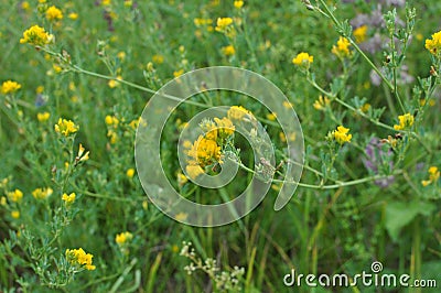 Blossoms of alfalfa sickle Medicago falcata Stock Photo