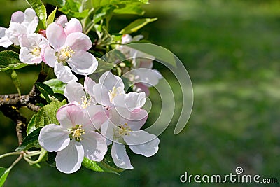 Blossoms apple tree Stock Photo