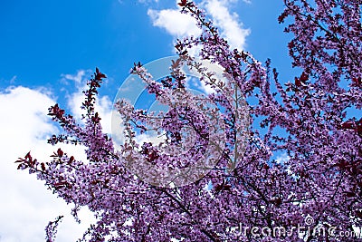 Blossoms of a blossoming tree on a blue sky background Stock Photo