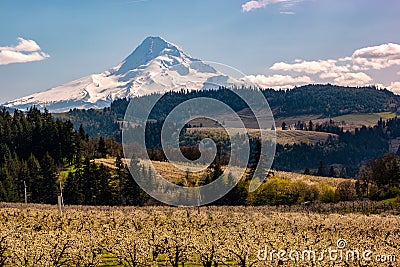 Blossoms in Hood River Fruit Loop Oregon Stock Photo