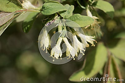 Blossoms of a honeyberry, Lonicera caerulea Stock Photo