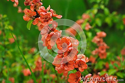 Blossoms of japanese quince Stock Photo