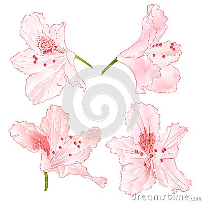 Blossoms light pink rhododendrons set three on a white Vector Illustration