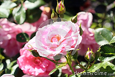 Blossoms in photograph of pink roses. Stock Photo
