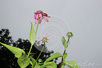 The blossoms of a purple coneflower in three growing stadiums. Stock Photo