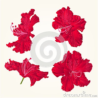 Blossoms red rhododendrons red set three vintage vector Vector Illustration