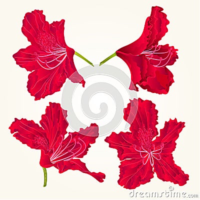 Blossoms red rhododendrons red set two vintage vector Vector Illustration