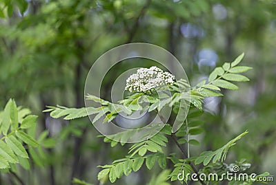 Blossoms Of A Rowan Tree, Sorbus Aucuparia, With Leaves. Sorbus ...