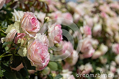 Blossoms of the shrub rose Eden Rose 85 in full bloom Stock Photo