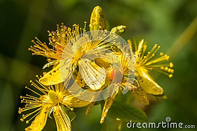 Blossoms of spotted St Johns wort, Hypericum maculatum Stock Photo