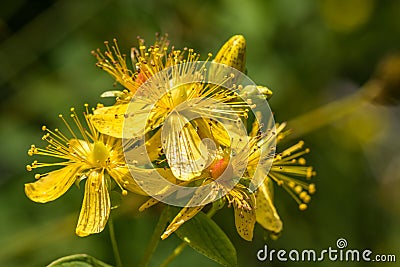 Blossoms of spotted St Johns wort, Hypericum maculatum Stock Photo