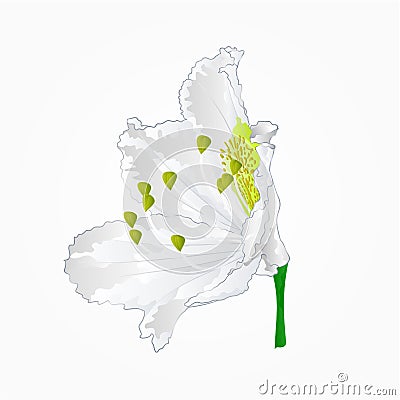 Blossoms white rhododendron eleven vector Vector Illustration