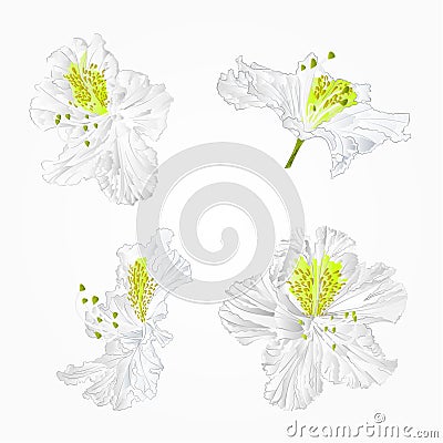 Blossoms white rhododendrons red set two mountain shrub vintage hand draw vector Vector Illustration