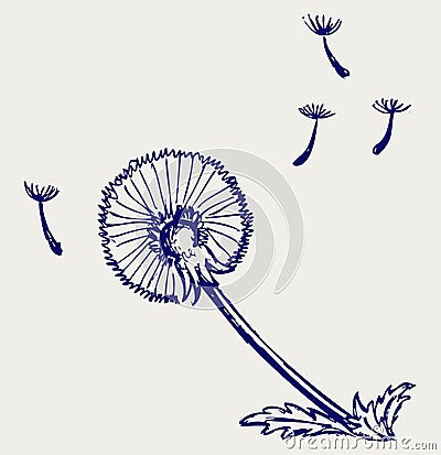 Blow Dandelion Vector Illustration