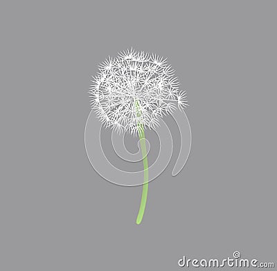 Blow Dandelion on white background. Vector Illustration