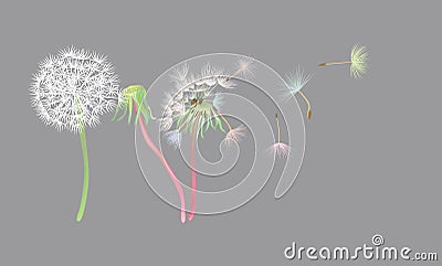 Blow Dandelion on white background. Vector Illustration