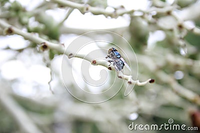 Blow flies, carcasses, knee flies Stock Photo