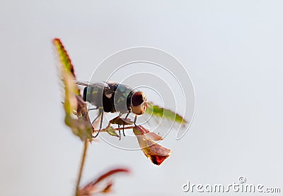 Blow fly , Chrysomya megacephala , A green fly perched on the trunk of a plant with a blurred background Stock Photo