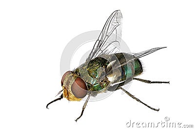 Blow fly Stock Photo