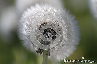 Blowball - Dandelion Stock Photo