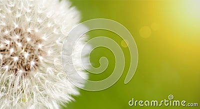 Blowball, dandelion close-up, spring forward, springtime banner Stock Photo