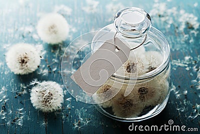 Blowball or dandelion in wishing jar with paper tag, rustic teal background, make a wish concept, unusual gift or present Stock Photo