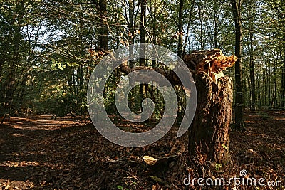Blowed down tree in the autumn forest with striking sunlight. Stock Photo