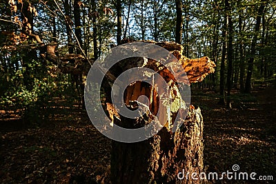 Blowed down tree in the autumn forest with striking sunlight. Stock Photo