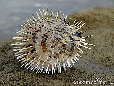 Blowfish Stock Photo