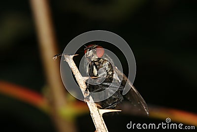Blowfly (Calliphoridae) Stock Photo