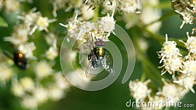 Blowfly on a cluster of white flowers Stock Photo