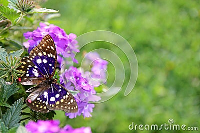 Blu Japanese Emperor Butterfly on Purple Flower Background Stock Photo