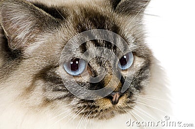 Blu-tabby-point Birman (18 months) Stock Photo