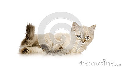 Blu-tabby-point Birman kitten Stock Photo