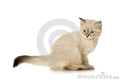 Blu-tabby-point Birman kitten Stock Photo