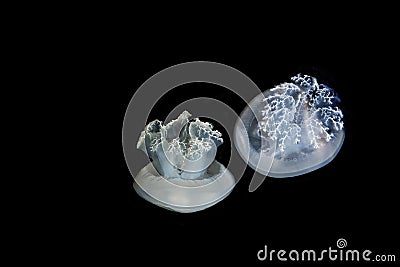 Blubber Jellyfish or Blue Jellyfish, catostylus mosaicus, Adult against Black Background, Australia Stock Photo