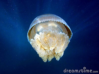 Blubber jellyfish Stock Photo