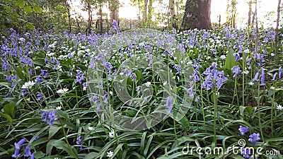 Blubells Stock Photo