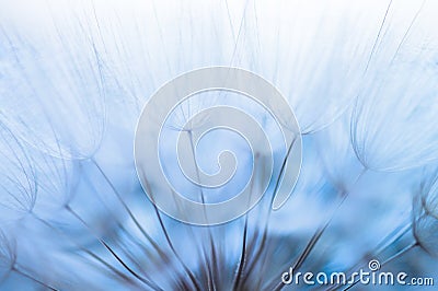 Blue abstract dandelion flower background, closeup with soft focus Stock Photo