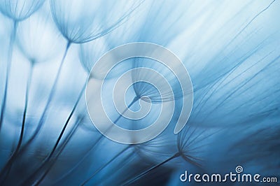 Blue abstract dandelion flower background, closeup with soft focus Stock Photo