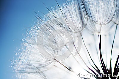 abstract dandelion flower background, closeup with soft focus Stock Photo