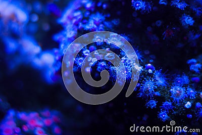 Blue actinia in aquarium Stock Photo