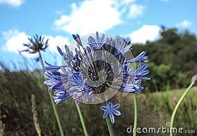 Blue African Lilly in South Africa Stock Photo