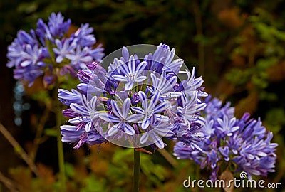 Blue African Lily (Agapanthus Africanus) Stock Photo