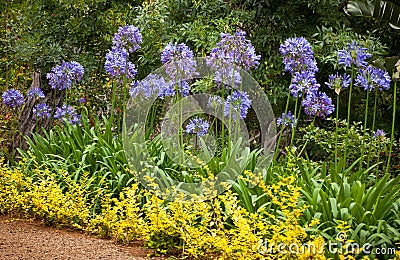 Blue African Lily (Agapanthus Africanus) flowers Stock Photo