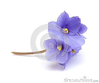 Blue african violet Stock Photo