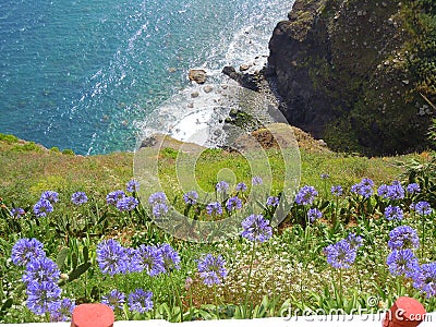 Blue agapanthus flowers on cliff top Stock Photo