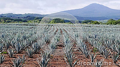 View of a Blue Agave field Stock Photo