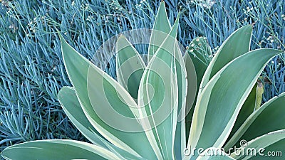 Blue agave leaves, succulent gardening in California USA. Home garden design, yucca century plant or aloe. Natural Stock Photo